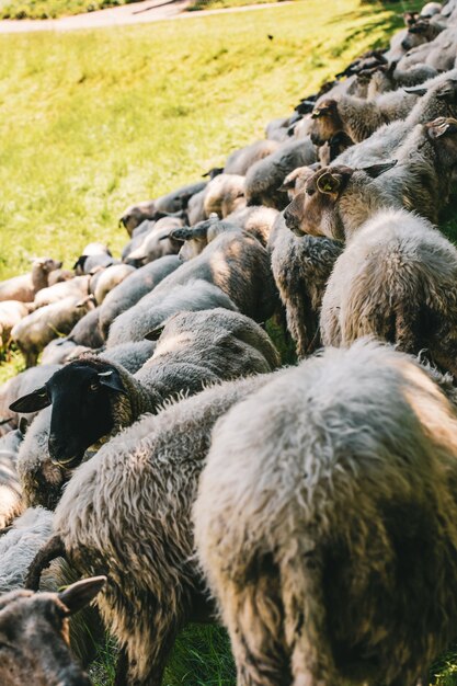 Vertical shot of a herd of sheep grazing on a grass-covered field captured on a sunny day