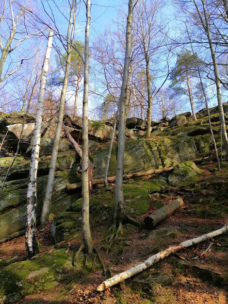 이끼 낀 돌과 나무 Jelenia Góra, 폴란드에 덮여 언덕의 세로 샷.