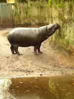 Free photo vertical shot of a hippo standing next to the water