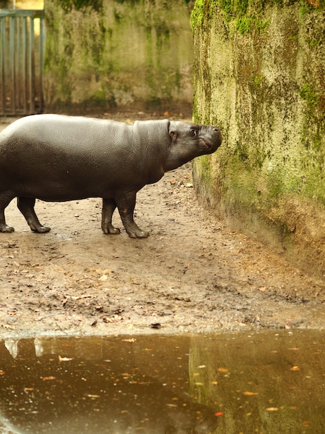 Foto gratuita colpo verticale di un ippopotamo in piedi vicino all'acqua