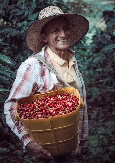 Vertical shot of a Hispanic male carrying a basket with cherry red coffee beans