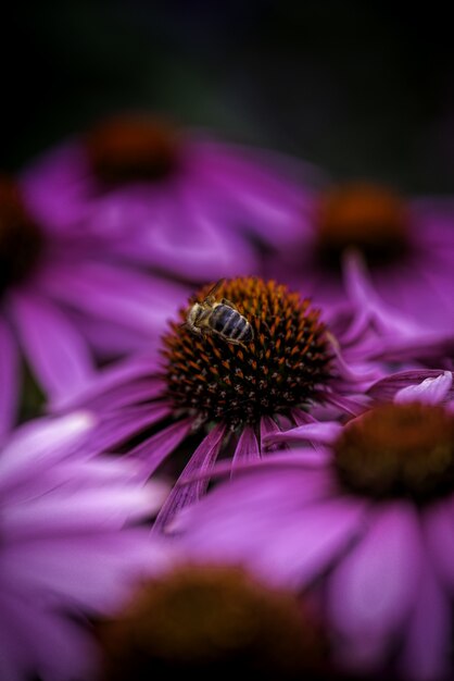 Vertical shot of a honeybee collecting nectar on a purple-petaled flower on a blurred background