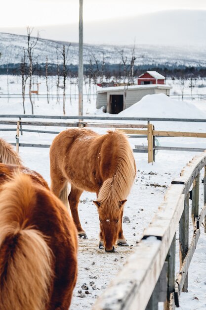 Vertical shot of a horse in a farm surrounded by wooden fence on a snowy day