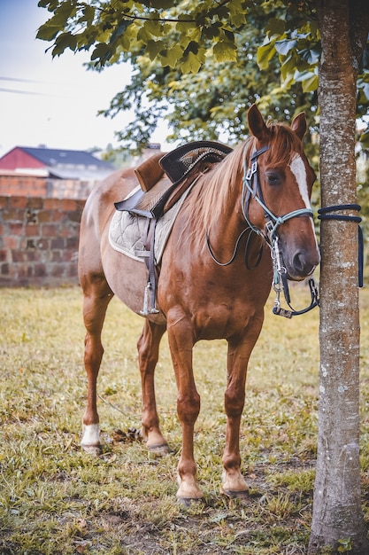 Vertical shot of a horse tied to a tree with a saddle