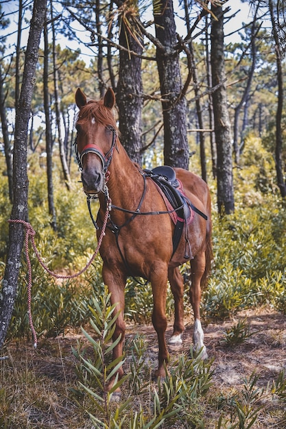 Vertical shot of a horse with a saddle looking towards the camera