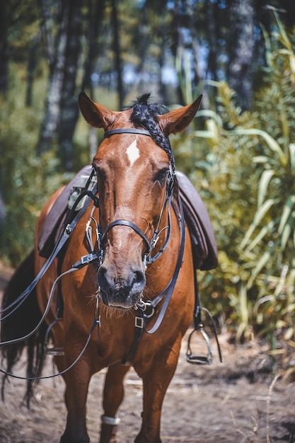 サドル付きの馬の垂直ショット