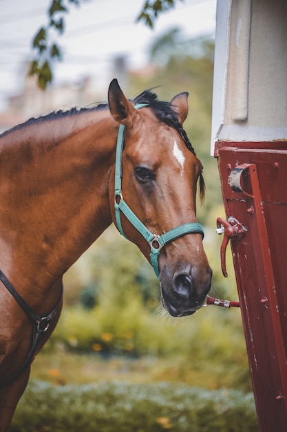 Vertical shot of a horse