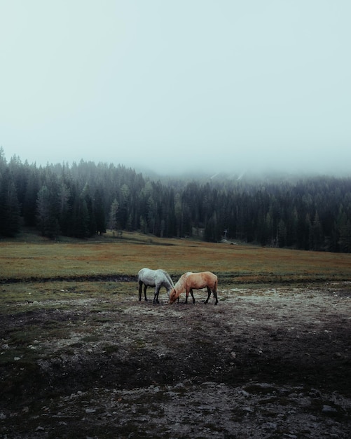 Vertical shot of horses grazing in a meadow surrounded by a forest covered in the fog