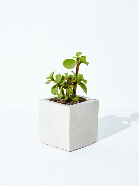 Vertical shot of a houseplant in a concrete flowerpot on a white background