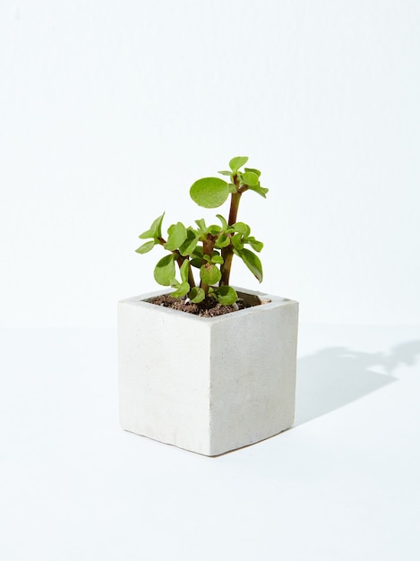 Вертикальный снимок комнатного растения в бетонном вазоне на белом фоне