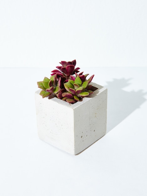 Вертикальный снимок комнатного растения в бетонном вазоне