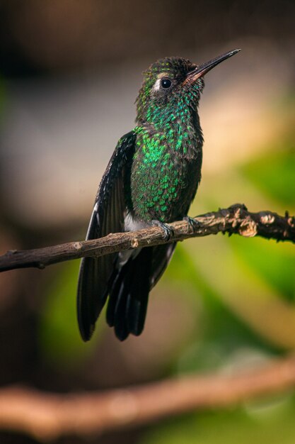 Vertical shot of the Hummingbird perching on a tree branch