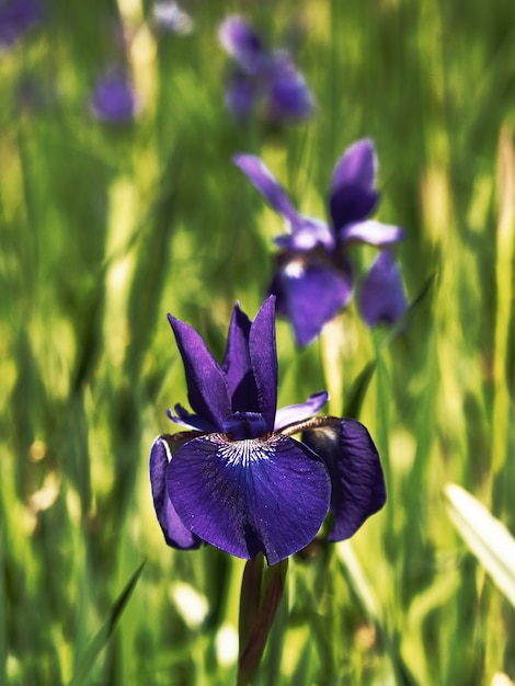 Vertical shot of iris Versicolor flowers