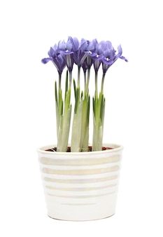 Vertical shot of irises in a pot isolated on white surface