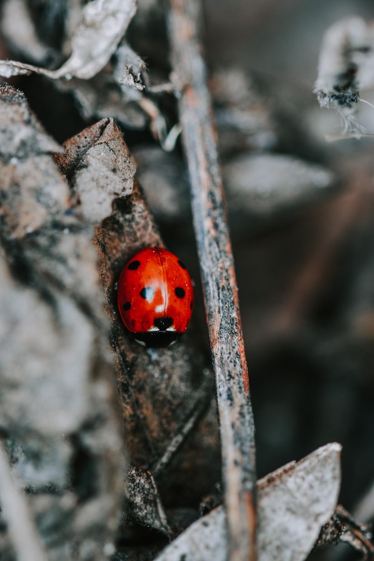Free Photo vertical shot of a ladybug on dry leaves