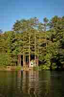 Free photo vertical shot of a lake and pine trees on a sunny day