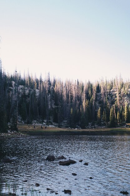 Vertical shot of a lake surrounded by a forest