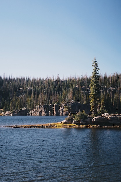 Vertical shot of a lake surrounded by a forest