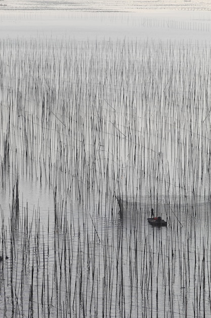 Foto gratuita un colpo verticale di un lago con piante alte