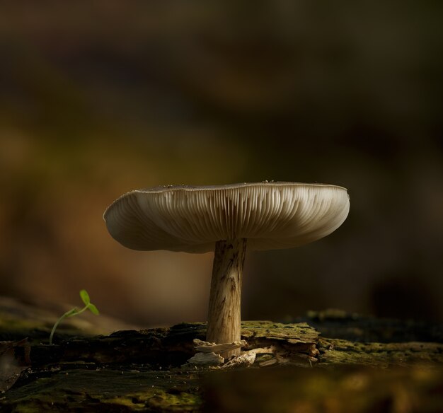 Vertical shot of a lamellar mushroom