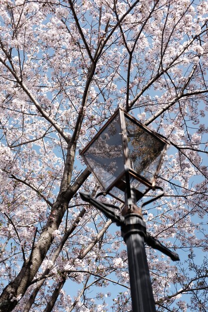 Vertical shot of a lamp under the beautiful blossoming cherry tree with the background of blue sky