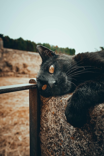 콘크리트 울타리에 누워 있는 게으른 검은 길 잃은 고양이의 세로 샷