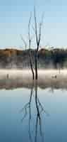 Free photo vertical shot of a leafless tree reflecting in a lake with a foggy background