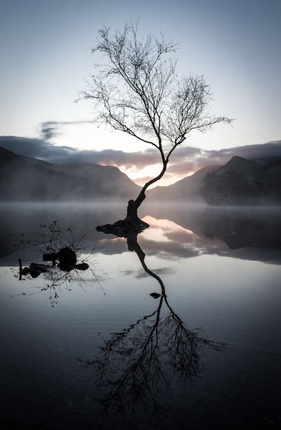 Vertical shot of a leafless tree's reflection on the lake surrounded by mountains at sunset