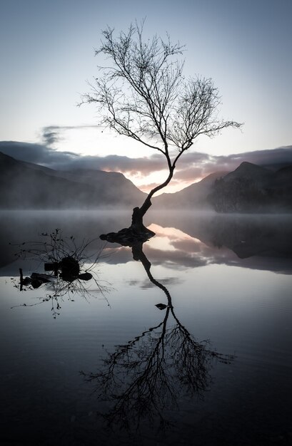 Vertical shot of a leafless tree's reflection on the lake surrounded by mountains at sunset