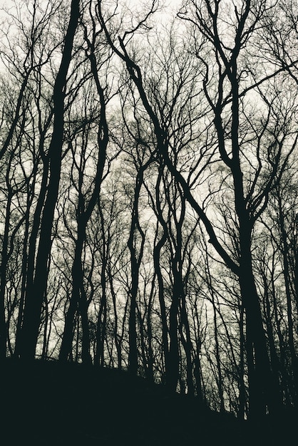 昼間の森の中で葉のない木のシルエットの垂直ショット