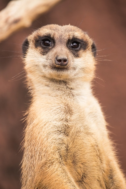 Foto gratuita colpo verticale di un meerkat marrone chiaro durante il giorno