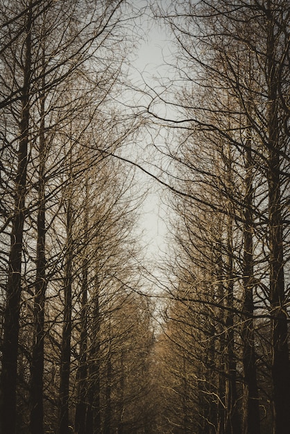 Free photo vertical shot of a line of brown leafless trees.