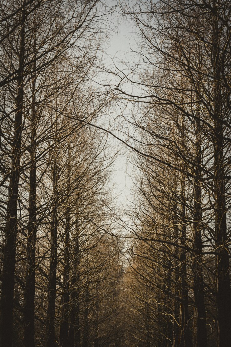 Free Photo vertical shot of a line of brown leafless trees.
