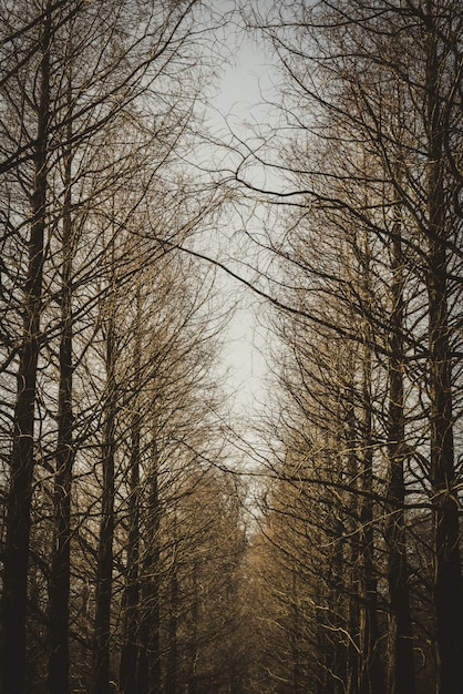 Vertical shot of a line of brown leafless trees.