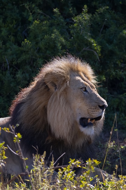 Free photo vertical shot of a lion on a forest under the sunlight