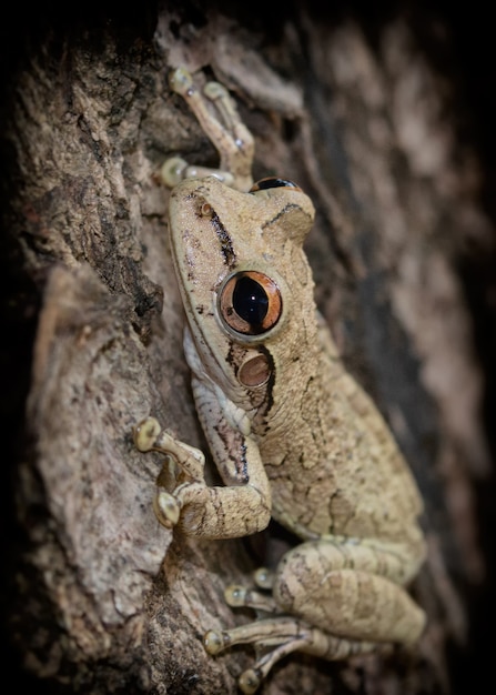 Vertical shot of a little file-eared tree frog on a tree