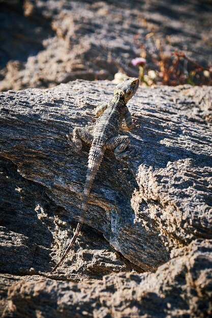 Vertical shot of a lizard camouflaging on a textured stone under the sun light