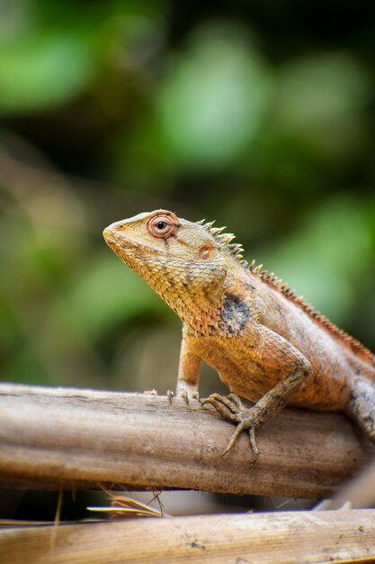 Vertical shot of a lizard outdoors during daylight