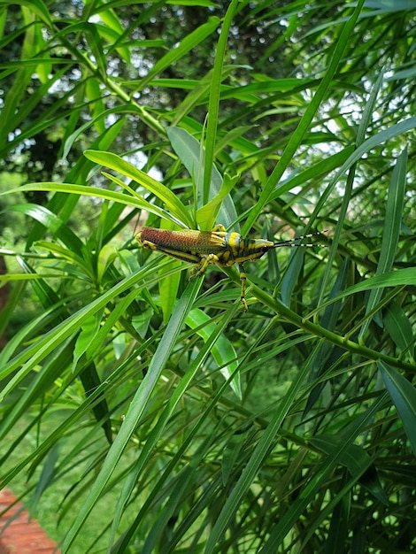 Vertical shot of a locust insect on a plant