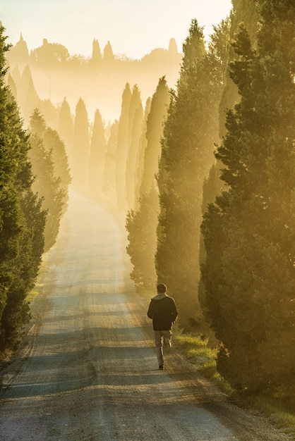 Foto gratuita colpo verticale di una persona sola che corre lungo la strada circondata da alti alberi verdi