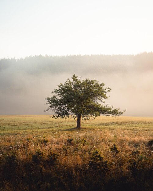 Vertical shot of a lonely tree in the middle of the meadow in front of high hills in the morning