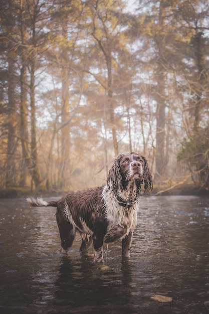 Vertical shot of a lonely wet dog looking up after heavy rain