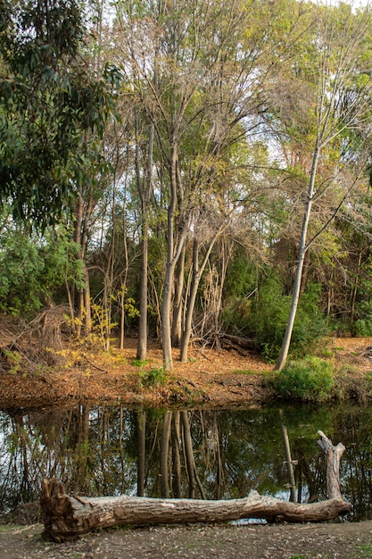 Vertical shot of long trees ahead of a small stream