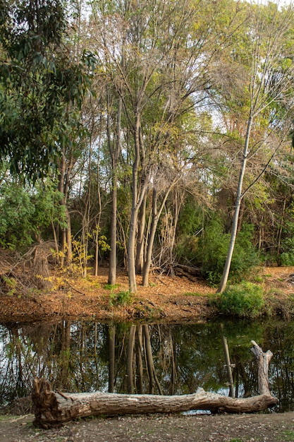 Вертикальный снимок длинных деревьев перед небольшим ручьем