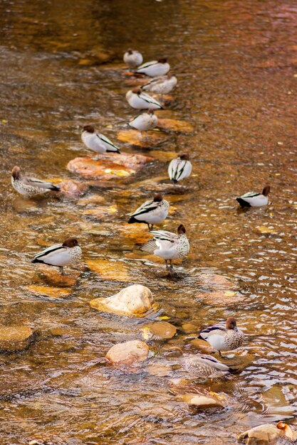 Вертикальный снимок множества уток кряквы возле озера в дневное время