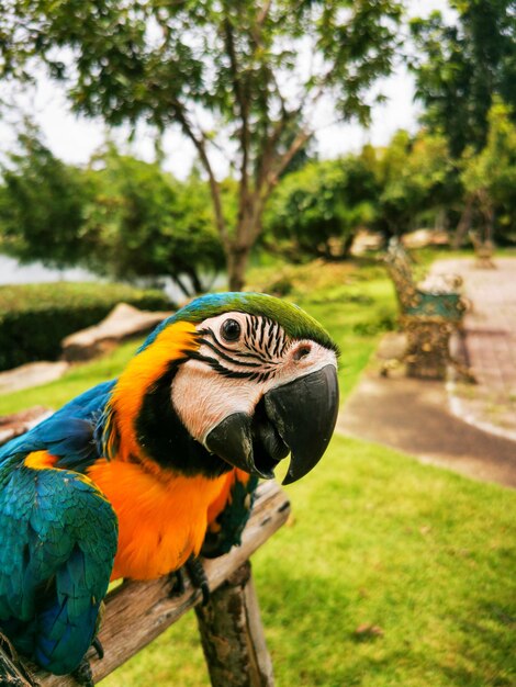 Vertical shot of a macaw parrot perched outdoors in a park during daylight
