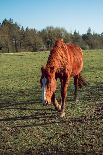 Вертикальный снимок великолепной коричневой лошади на покрытом травой поле в окружении деревьев