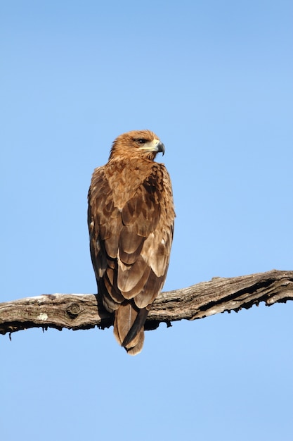 Free photo vertical shot of a magnificent falcon sitting on a branch under the clear blue sky