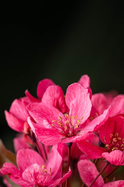 Vertical shot of magnificent pink blossoms captured in a fores Premium Photo