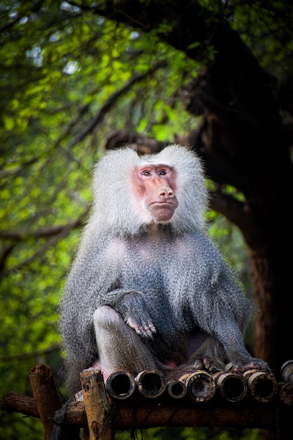 Free photo vertical shot of a male hamadryas baboon